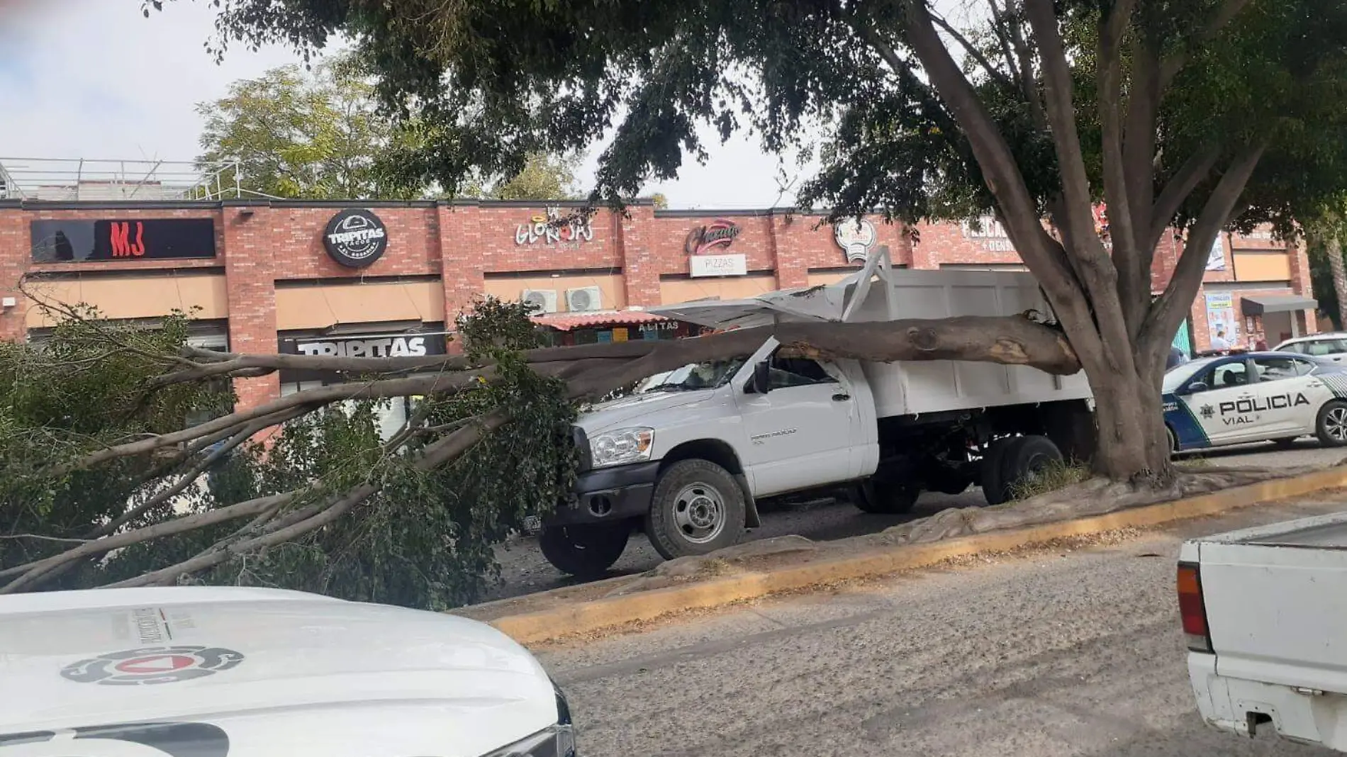 ARBOL EL ROSARIO  (1)